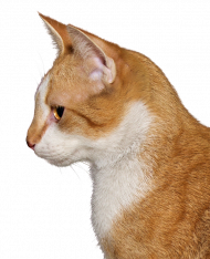 Attacking cat png