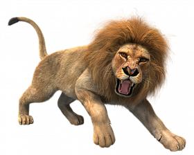 Attacking lion hd png
