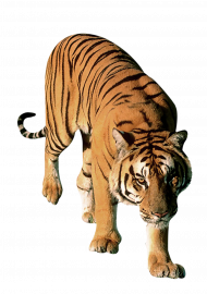 Attacking tiger transparent png image