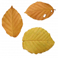 Autuman leaves hd transparent background,Autumn leaves png images