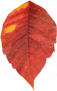 Autumn leaf png images,Autumn transparent png images