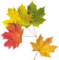 Autumn leaf png img,Autumn transparent png images