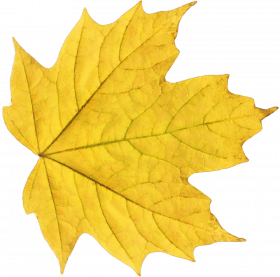 Autumn leaf png,Autumn transparent png images
