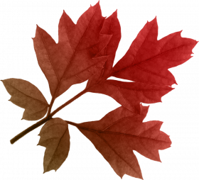 Autumn leaf transparent png,Autumn transparent png images