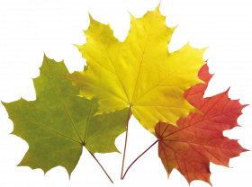 Autumn leaves hd png,Autumn leaves png images