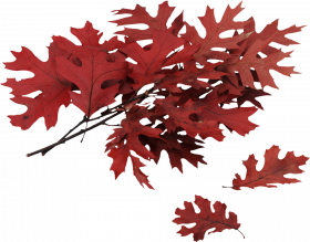 Autumn leaves png hd,Autumn leaves png images