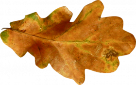 Autumn leaves png images
