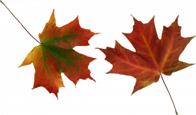 Autumn leaves png images,Autum transparent png