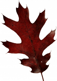 Autumn leaves png images,Autuman transparen background