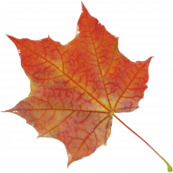 autumn leaves png,Autumn transparent png images