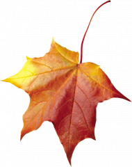 Autumn leaves transparent background,Autumn leaves png images
