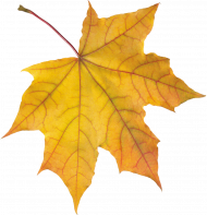 Autumn leaves transparent png,Autumn leaves png images