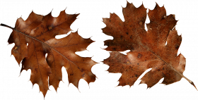 Autumn transparent background,Autumn leaves png images download