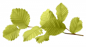 Autumn transparent png
