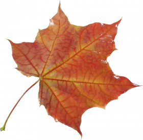 Autumn transparent png images