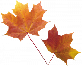 Autumn transparent png,Autumn leaves png images