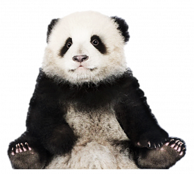 Baby Panda transprent png