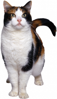 balck and white Cat Png Transparent Background