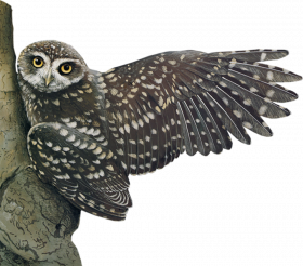 Balck owl transparent png
