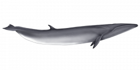 Baleia sardinheira  Transparent background