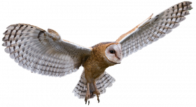 barnowl owl transparent png