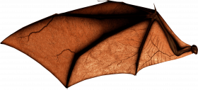 Bat wing png (3)
