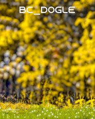 Bc dogle hd cb editing background