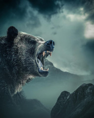 Bear photo editing backgrounds