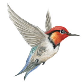 Bird Free Download PNG
