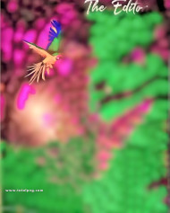 Birds cb background hd full size 4k