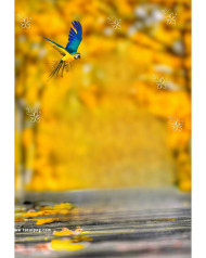 Birds cb background totalpng