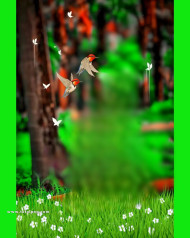 birds cb backgrounds free