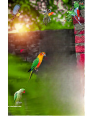 Birds cb editing background