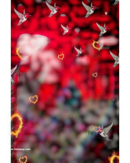 Birds cb editing background photoshop