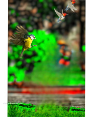 Birds cb editing background snapseed