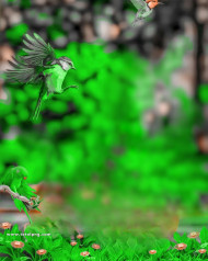 Birds hd cb editing background