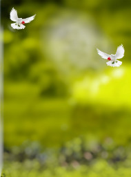 Birds lover cb editing background