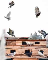 Birds lover hd photo editing background picsart