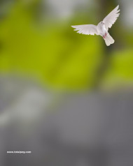 Birds lover photoshop cb editing background download