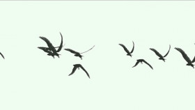 birds png download