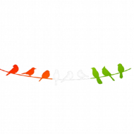 Birds  transparent backgrund png