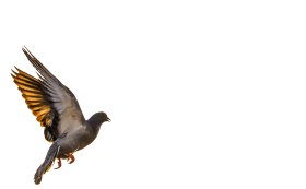 Black bird PNG Transparent Images Free Download