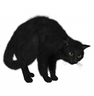 Black cat hd png