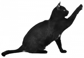 Black Cat Scratching