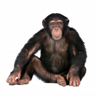 Black chimp Monkey Clipart Png