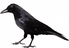 black crow png  hd png