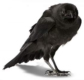 Black Crow transparent background