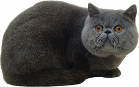 Black Download Ginger Cat transparent PNG