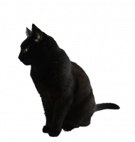 Black hd cat png