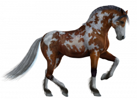 Black horse Horse transparent background